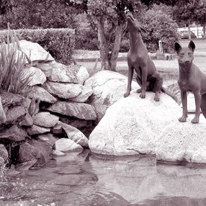Dingo Fountain at the Wondai Art Gallery